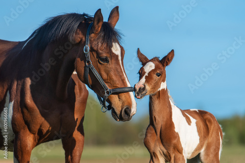 Leinwand Poster Mare together with a little foal