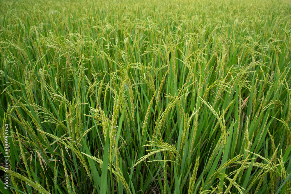 Obraz premium Closeup Green Raw Paddy spike in the agriculture field. agriculture industrial concept background