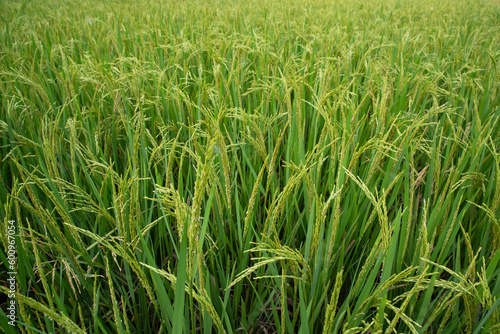 Closeup Green Raw Paddy spike in the agriculture field. agriculture industrial concept background