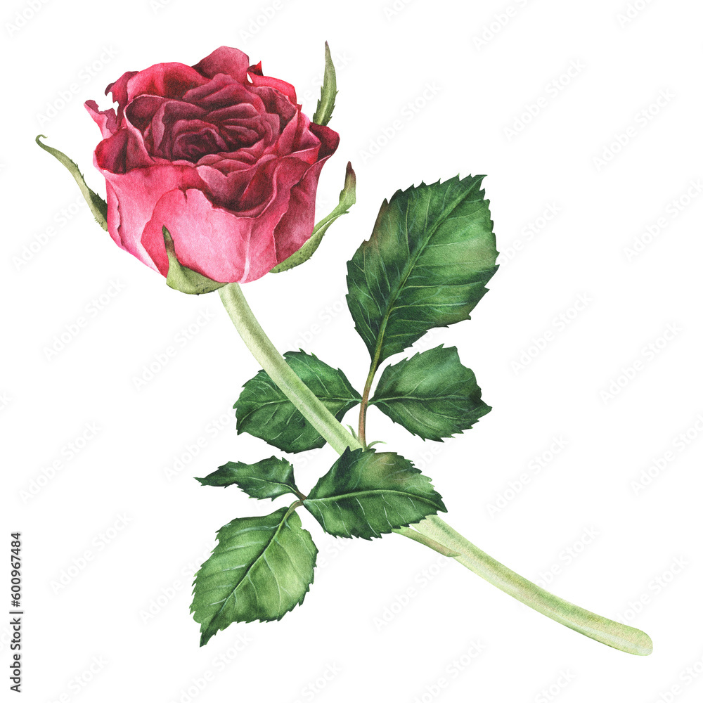 Watercolor botanical illustration. Pink rose with stem and leaves. Hand ...