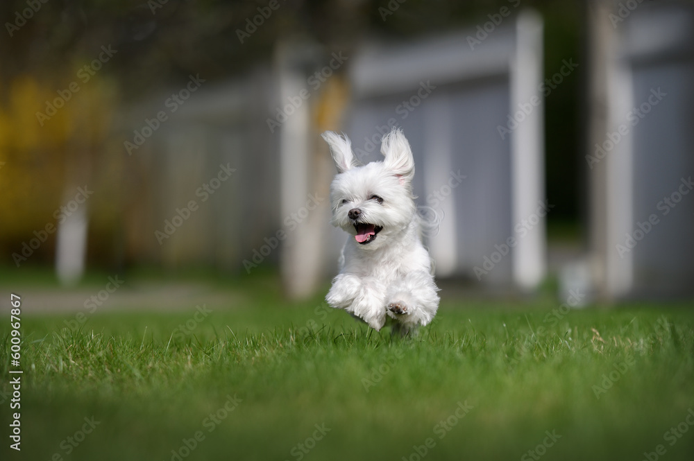 happy maltese dog running outdoors on grass happy maltese dog running outdoors on grass