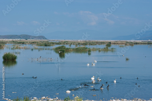 Lake Karla, calm and beautiful lake, Greece, a unique wetland, with water changes, small islands and aquatic plants and birds.