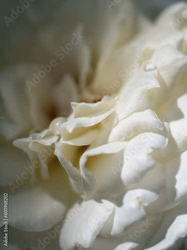 Delicate Princess Miyuki rose petals as nature background