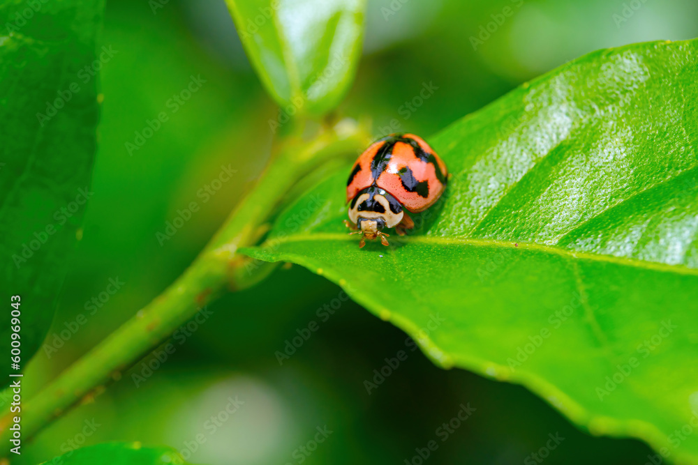 ladybug on leaf ladybug on leaf