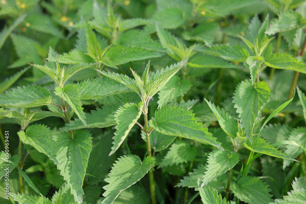 Closeup portrait of fresh green leaves of Urtica dioica, the common stinging nettle, is a dioecious, herbaceous, perennial plant. Closeup portrait of fresh green leaves of Urtica dioica, the common stinging nettle, is a dioecious, herbaceous, perennial plant.