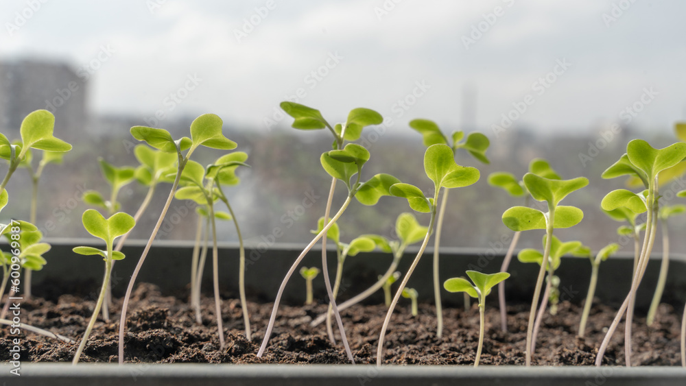 Melon seedlings in a tray, Sprouted seedlings are planted on black tray in the greenhouse. Melon seedlings in a tray, Sprouted seedlings are planted on black tray in the greenhouse.