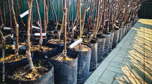 young trees in a nursery for gardeners