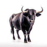 Portrait of a black bull with horns isolated on a white background, close-up
