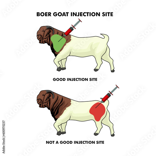 Injection Site of a Boer Goat