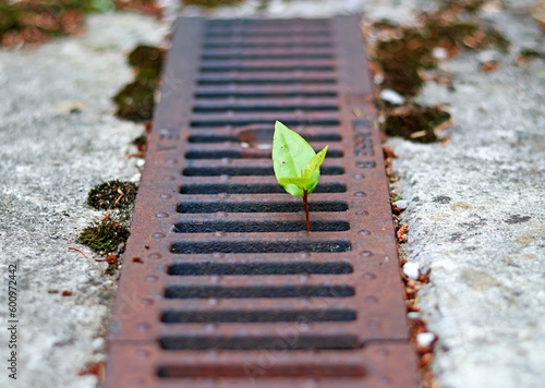 Green shoots. A plant peeking through a sewer. Concept of recovery, resilience, overcoming
