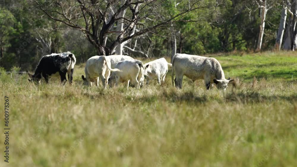 Speckle park cows grazing in a field on a regenerative agricultural farm, eating native grasses and grown sustainably Speckle park cows grazing in a field on a regenerative agricultural farm, eating native grasses and grown sustainably