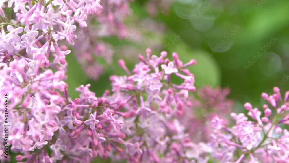 Lilac flowers branch. Floral background natural spring. Blossoming lilac flower bud. Spring time color. Beautiful purple petal plant. Botanical flora Aesthetic mood Summer garden Pink liliac wind sway Lilac flowers branch. Floral background natural spring. Blossoming lilac flower bud. Spring time color. Beautiful purple petal plant. Botanical flora Aesthetic mood Summer garden Pink liliac wind sway