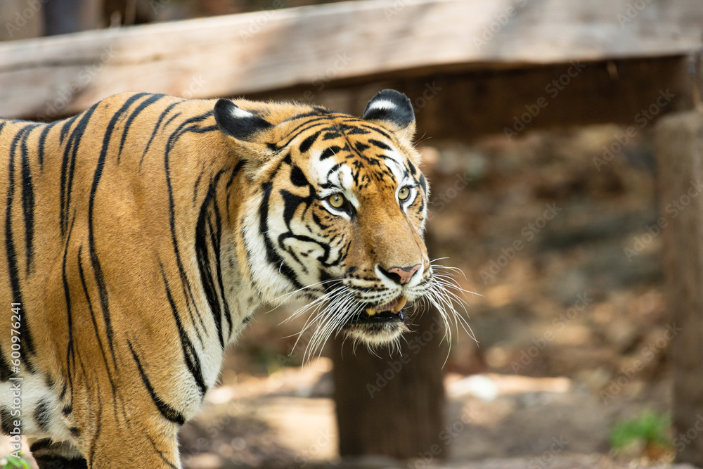 Obraz premium Portrait of Indochinese Tiger is looking for prey (Panthera tigris corbetti) in the natural zoo.Amazing tiger in the nature habitat.Wild dangerous animal concept.