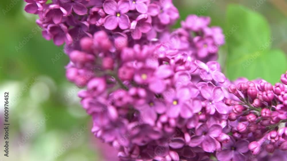 Lilac flowers branch. Floral background natural spring. Blossoming lilac flower bud. Spring time color. Beautiful purple petal plant. Botanical flora Aesthetic mood Summer garden Pink liliac wind sway Lilac flowers branch. Floral background natural spring. Blossoming lilac flower bud. Spring time color. Beautiful purple petal plant. Botanical flora Aesthetic mood Summer garden Pink liliac wind sway