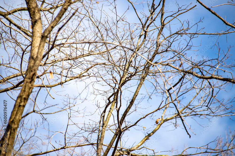 tree branches covering the sky