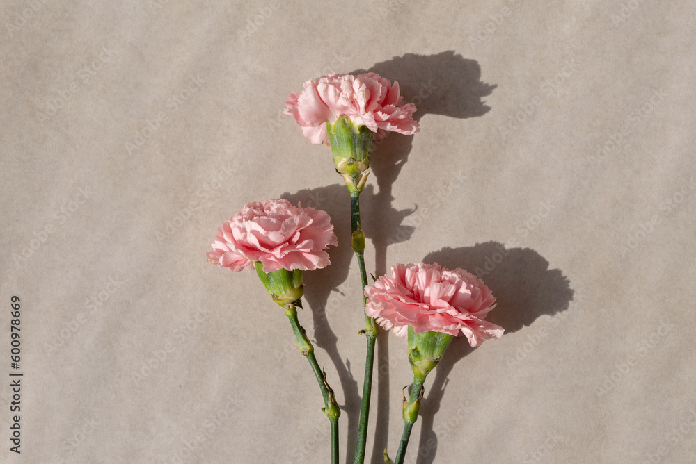 Pink carnation flower bouquet flatlay on beige background with sun light shadows, aesthetic lifestyle floral holiday greeting card banner