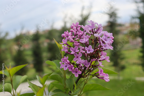 Bloomerang Dark Purple Reblooming Lilac Live Shrub