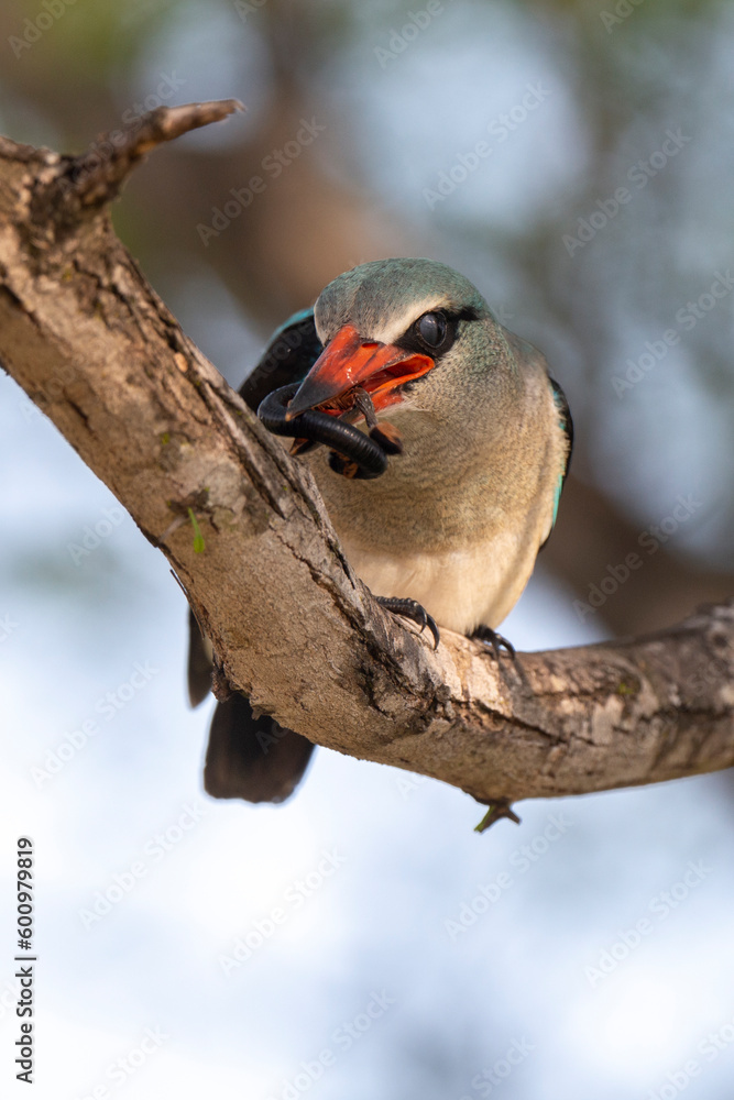 Martin chasseur du Sénégal,.Halcyon senegalensis, Woodland Kingfisher, iule, Archispirostreptus gigas Martin chasseur du Sénégal,.Halcyon senegalensis, Woodland Kingfisher, iule, Archispirostreptus gigas