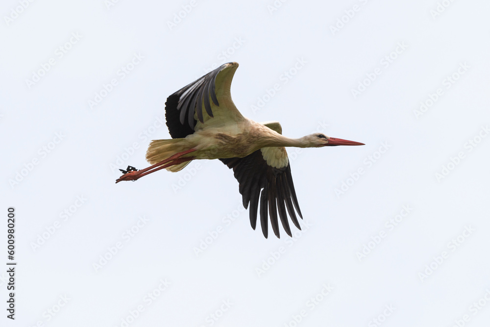 Fototapeta premium Cigogne blanche,. Ciconia ciconia, White Stork