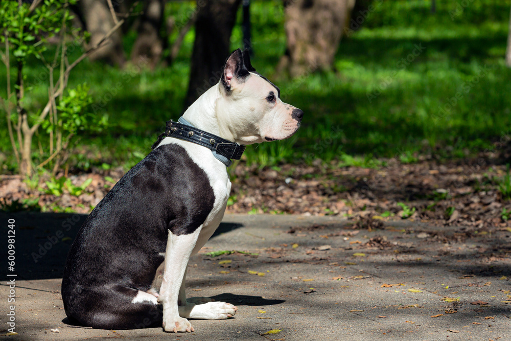 A black and white pit bull dog sits on a sidewalk in the woods.