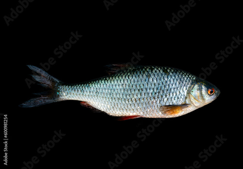 Roach fish with a white and silver tail on a black background.