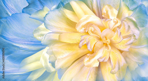 Fototapeta Naklejka Na Ścianę i Meble -  Flowers  yellow -blue  tulips  and petals.  Floral  background. Petals tulips. Close-up. Nature.