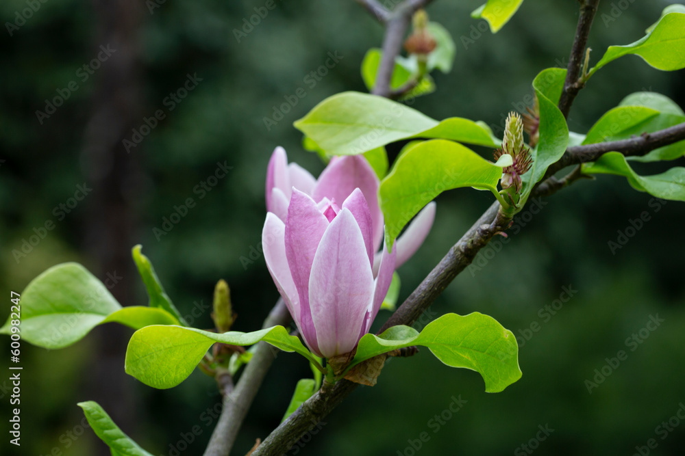 magnolia tree blossom in springtime. tender pink flowers bathing in sunlight. warm april weather. magnolia tree blossom in springtime. tender pink flowers bathing in sunlight. warm april weather.
