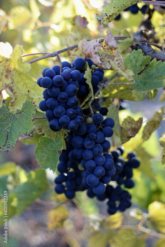 Wallpaper Mural red grapes in vineyard Torontodigital.ca