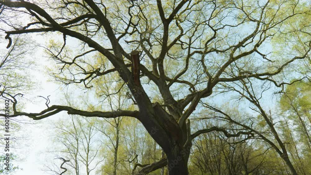 A low angle view reveals the beauty of nature, with a tree branch full of lush leaves reaching towards an endless sky. A low angle view reveals the beauty of nature, with a tree branch full of lush leaves reaching towards an endless sky.