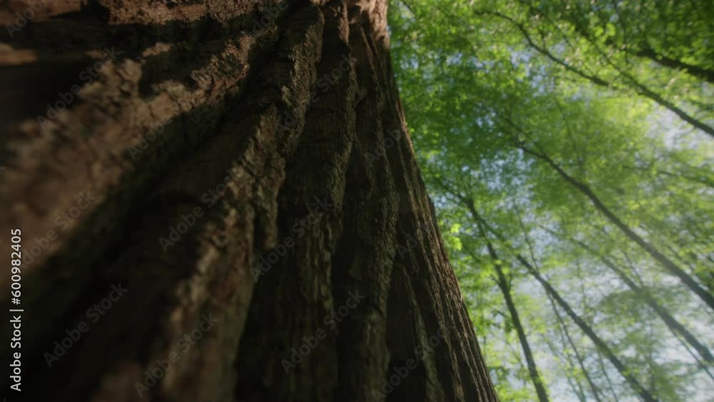 Majestic oak tree's bark in the lush green forest, basking in the warm sunlight of a peaceful spring morning with green branches. Perfect for environmental and outdoor-themed projects Majestic oak tree's bark in the lush green forest, basking in the warm sunlight of a peaceful spring morning with green branches. Perfect for environmental and outdoor-themed projects