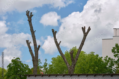 Fotografie Tree with cut off crown