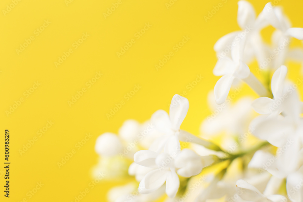 Fototapeta premium white lilac flower branch on a yellow background with copy space for your text