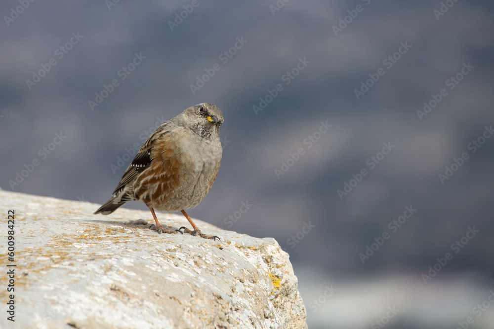 Prunella collaris (acentor alpino) sobre roca mirando a cámara, Alcoy, España Prunella collaris (acentor alpino) sobre roca mirando a cámara, Alcoy, España