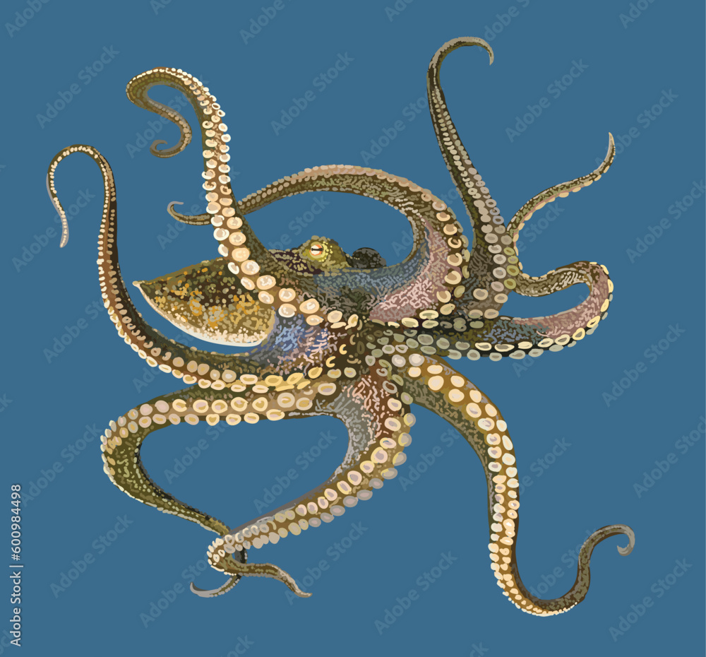 Drawing Octopusy, exotic,tentacle,art.illustration, vector Drawing Octopusy, exotic,tentacle,art.illustration, vector