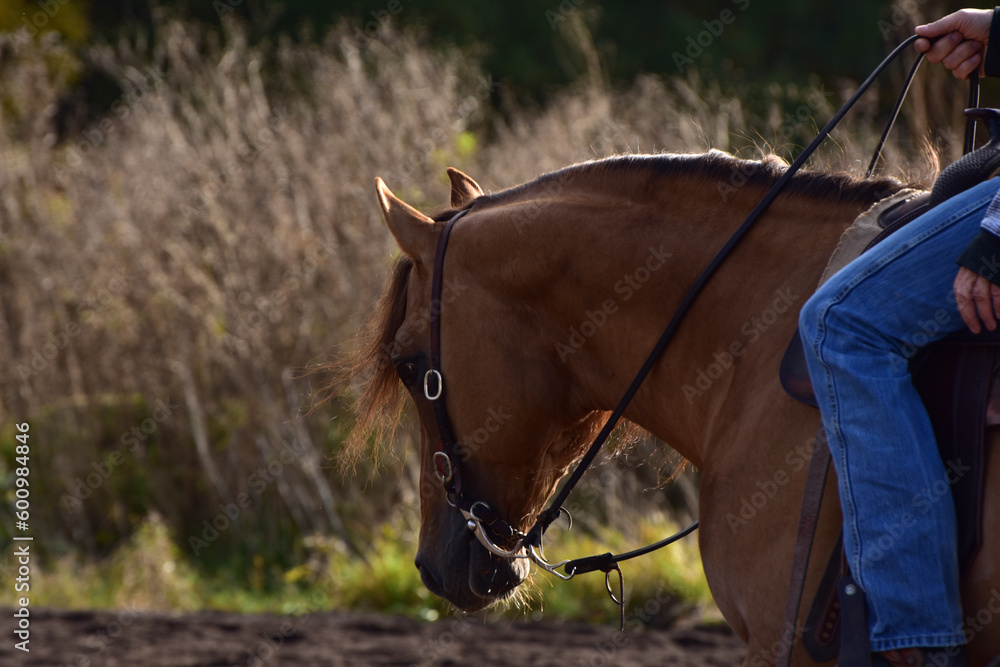 American Quarter Horse Hengst mit Ausrüstung