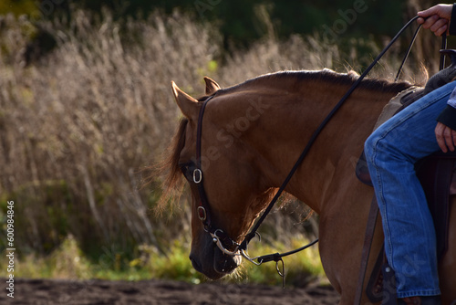 Obraz na płótnie American Quarter Horse Hengst mit Ausrüstung w salonie