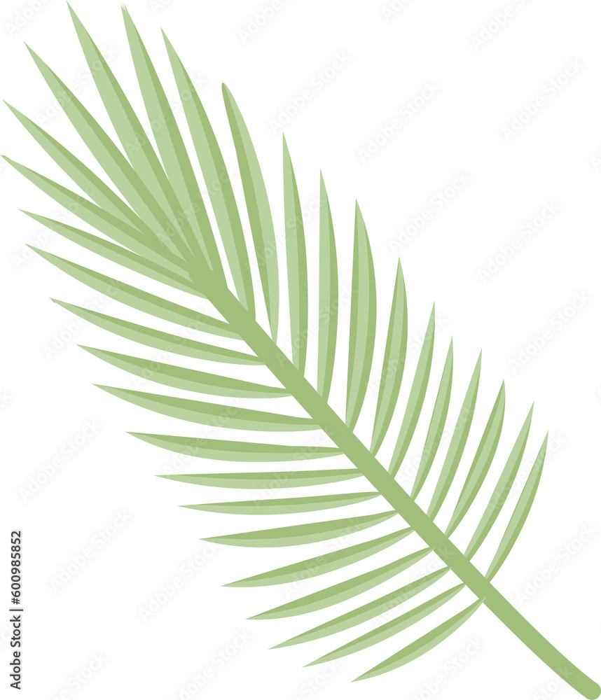 Fototapeta premium palm branch leaves