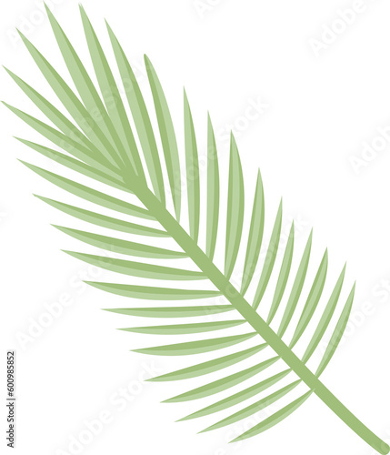 palm branch leaves