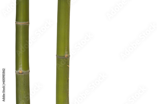 Fototapeta Naklejka Na Ścianę i Meble -  background texture nature bamboo tree herbal flora of asia 