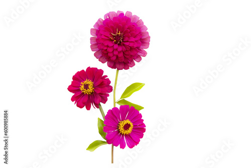 pink flowers zinnia elegan local flora of asia arrangement flat lay postcard style 