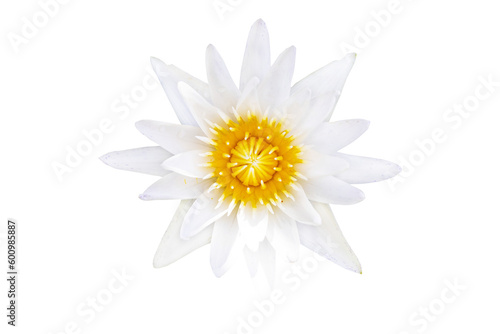 white flowers lotus local flora of asia arrangement flat lay postcard style 