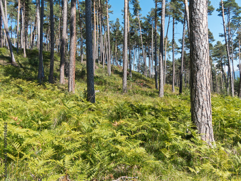 Obraz premium lichter Kiefernwald mit Farn als Bodenbedeckung