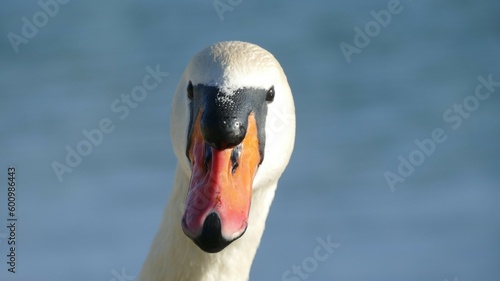 Portrait of beautiful swan on the lake close details © moreidea