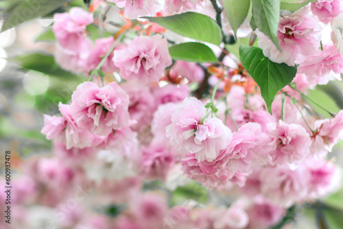 Sakura flowers. Branches of blossoming sakura. Sakura. Photo of nature.