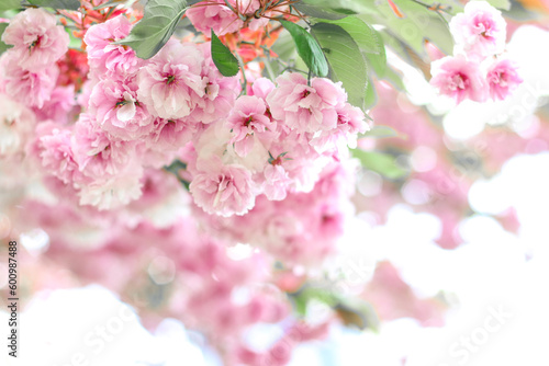 Sakura flowers. Branches of blossoming sakura. Sakura. Photo of nature.