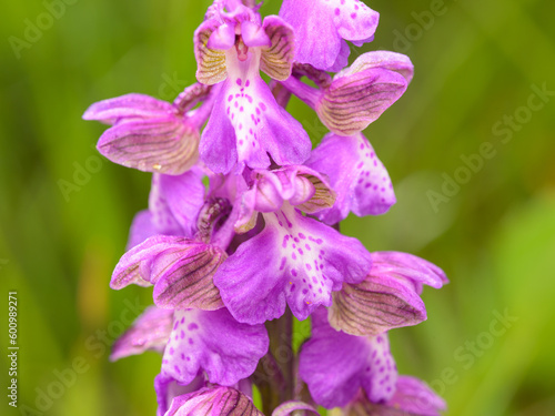 Closeup of a Green Winged Orchid on a sunny day in spring photo