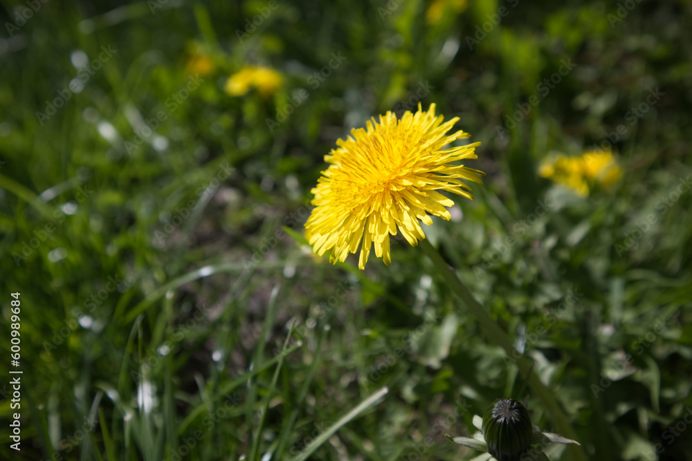 Yellow dandelion on a green spring meadow close up