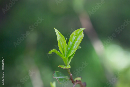 Closeup, Top of Green tea leaf in the morning, tea plantation, blurred background, selective focus.
