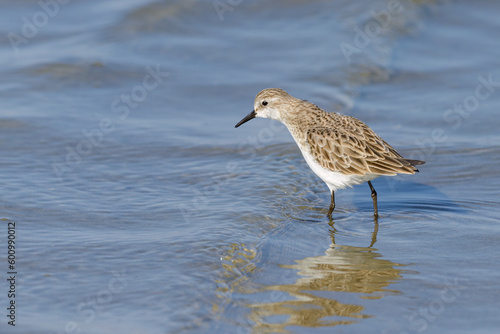 A Little Stint standing in the water at the beach