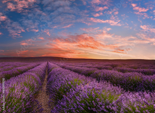 A beautiful moment of blooming lavender at dawn in Provence.